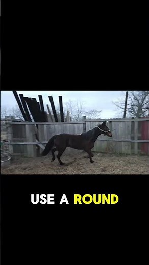 Mastering the Equine Mind: The Art of Horse Training