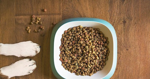 Hundefutter von Aldi, Lidl & Co. bei Stiftung Warentest: Wer ist der Testsieger?