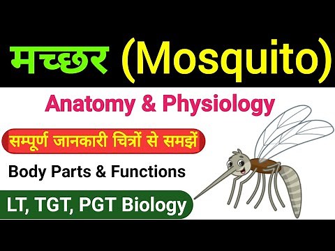 mosquito | anatomy and physiology of mosquito | mosquito body parts and its functions | lt/tgt bio