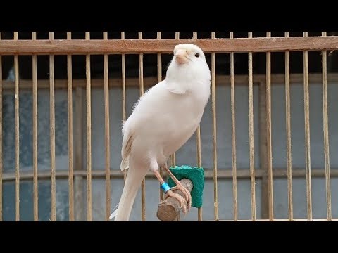 Best Canary Song of All Time! Listen to This Your Canary Will ASing Along