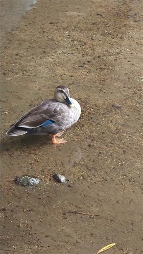 수원천 새들 .. 흰뺨검둥오리 흰오리 비둘기 #korea #suwon #bird