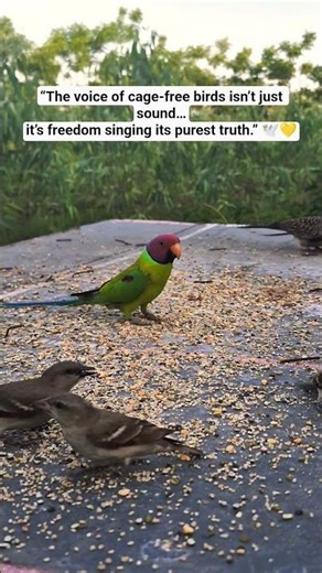 Voice of Freedom 🕊️ | Cage-Free Birds Emotional Moment | Nature Sounds #shortvideo