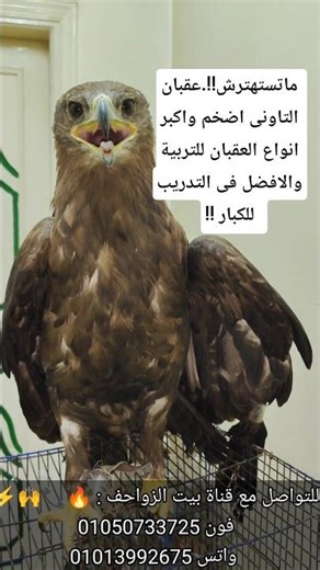 ماتستهترش!!.عقبان التاونى اضخم واكبر انواع العقبان للتربية والافضل فى التدريب للكبار !! #shorts