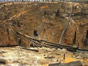 Brazil: Future of Forests at Stake