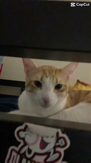 Butters edit #edit #catcute