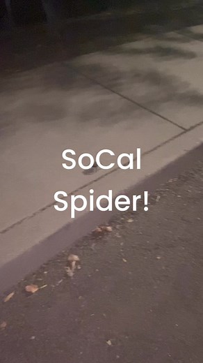 SoCal Spider! #california #tarantula | Finding Norcal