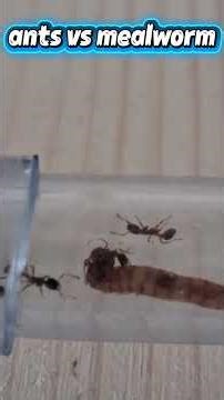 ants VS mealworm