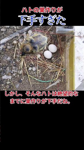 【ゆっくり解説】ハトの巣作りが下手過ぎた #生態解説 #日本 #ゆっくり解説