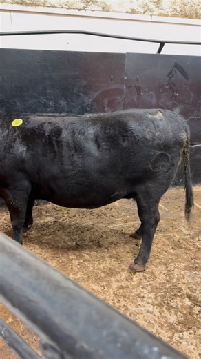 304K views · 2.5K reactions | Sold 10/7: Packer Cow #1915 @ $164 | Woodward Livestock Auction, Inc | Facebook