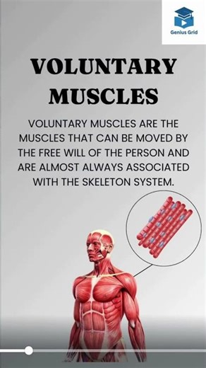 Voluntary vs Involuntary Muscles in 20 Seconds!