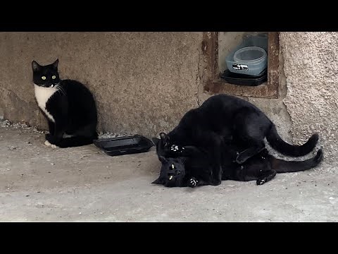 Cute black stray cats make love when I feed them | Cats mating