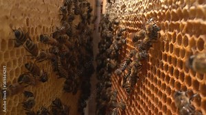 Inside a beehive. A honeycomb close up, a honey bee colony. Organic beekeeping