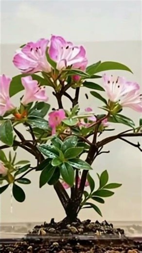 Extreme Time-lapse: Watch This Rare Flower Bloom in Seconds! 🌸⚡