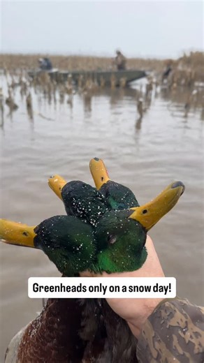 Dive Bomb Industries on Instagram: "🌨️ BLIZZARD GREENHEADS! Hunt 15 of #ROADSHOW25 dropped @codyestokes and @atollie24 into a snowstorm for a clean two-man limit of green only in an ice hole. Heavy snow, mallards finishing tight, and one of those hunts you just feel lucky to be a part of. 🎥 Episode 15 is LIVE on YouTube — watch now and follow along all season with new hunts dropping every Saturday morning!"