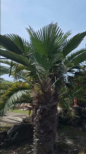 종려주일에 만나는 '대추야자나무(Date palm tree)' #flowers #겨자씨 #성경식물원 #종려나무 #박경선장로