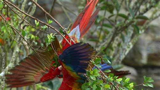 Two scarlet macaws hanging upside down, playing fights or courtship displaying on the tree branch, spreading and flapping its wings, wrestling with the opponent, close up shot of exotic bird species.