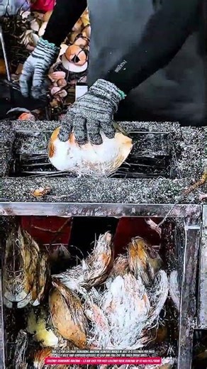 Coconut Dehusking Machine – 1.5 kW Tool for Fast Coconut Husk Removal up to 400 pcs/hour