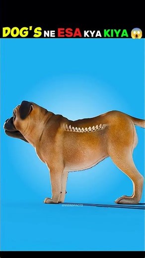 "Dog ke aaps me krwahi breeding 😱🔥" #shorts #facts