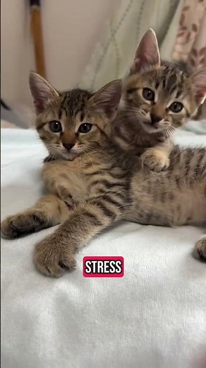 Do Cats Understand Our Emotions? 😿💕