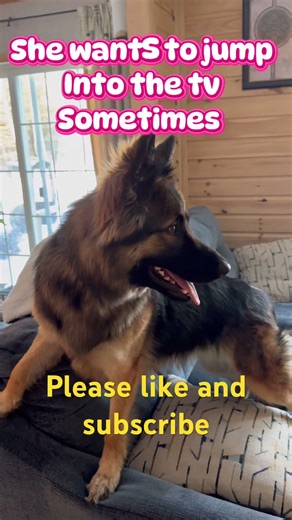 German shepherd watching tv💕 #germanshepherd #puppy #pets #fun