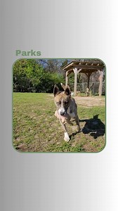 #adopt #fyp #shelterpets #adoptashelterpet #fosteringsaveslives #adoptdontshop | Montgomery Humane Society Adoptable Pets