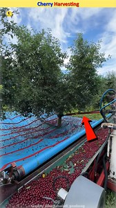 4.3K views · 37 reactions | Cherry Harvesting With Machine  #harvest #cherry #fruits #machine #reelsfypシ fruit harvest harvesting with machines facts amazing viral page | FACTS TIME | Facebook