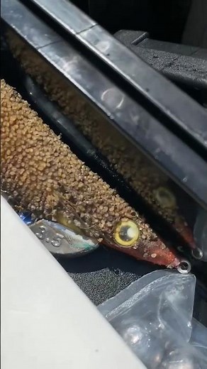 集合体恐怖症 この後次々とぶつぶつからエビのが孵化した