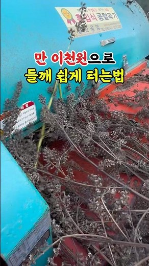 단돈 만이천원으로 들깨 쉽게 터는법입니다⭐️#들깨 #들깨털기 #들깨수확 #들깨탈곡기
