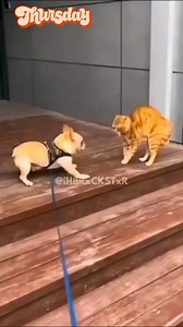 499K views · 10K reactions | Voice over #rxckstxr #dogoftheday #dogs #cats #doglife #doglover #animals #animallover #thursday #catmom #fypシ #lol #lmao | Betsy Smith | Facebook