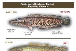 Bowfin or faux-fin? Reeling in the truth about these look-alike fish