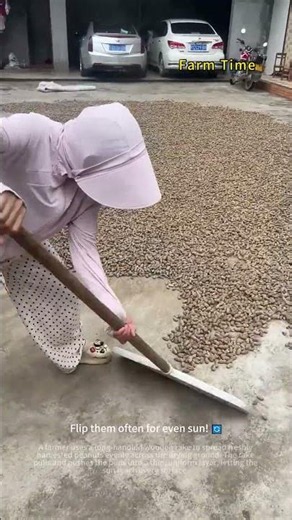 Peanut Drying Tips, Spread Even with a Wooden Rake 🥜🌞
