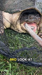 Snapping Turtle Went FULL ATTACK Mode On Us!! 🎣🐢😳 #shorts #fishing