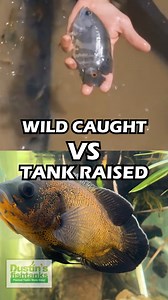 15K views · 138 reactions | Wild Caught VS Tank Raised Oscars! Check...