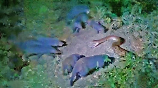 Watch: Band of angry mongooses take on python | Network News