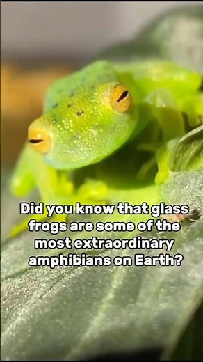 Glass Frogs: Nature’s Living Windows
