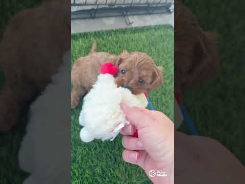 Golden Valley Cavapoo Puppies at 5 Weeks