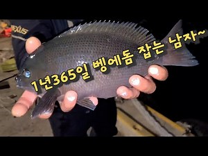 [벵에돔낚시]겨울 벵에돔은 이곳으로! 겨울 벵에돔의 메카!