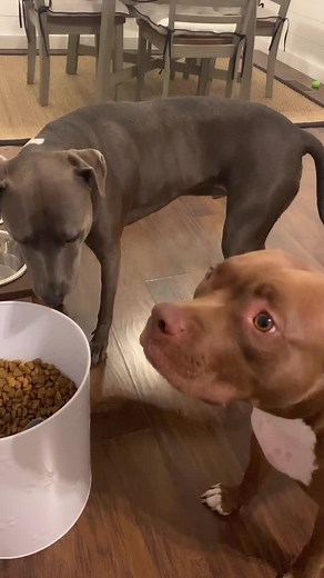 They got their full scoop after this!!￼ Idea from @ketchupthecorgi | dogs