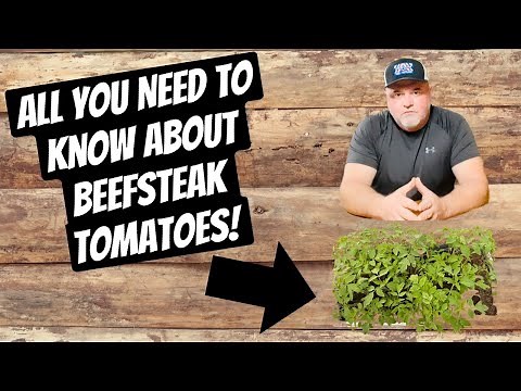 All you Need to Know about Beefsteak Tomatoes!