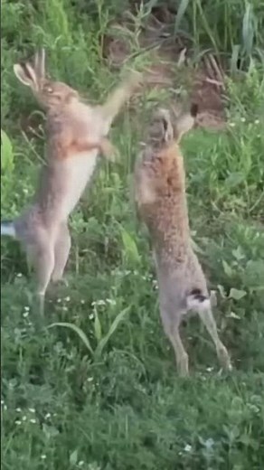 Rabbit's life | The two rabbits fought fiercely!