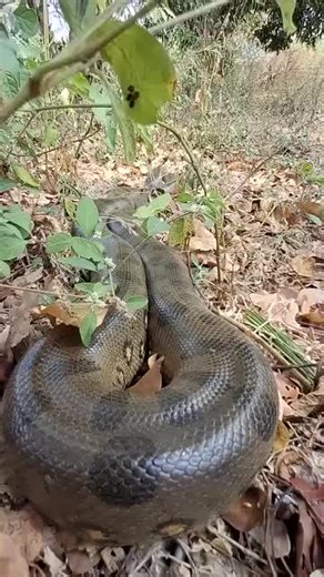 Vidéos de ya baba (@yaa.baba) avec son original - ya baba