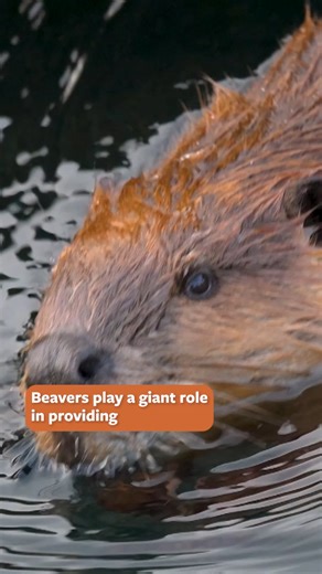 1.5K views · 119 reactions | Did you know beavers are...