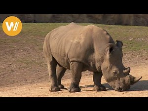 Nashorn | Unsere Tierwelt (Kurze Tierdokumentation)