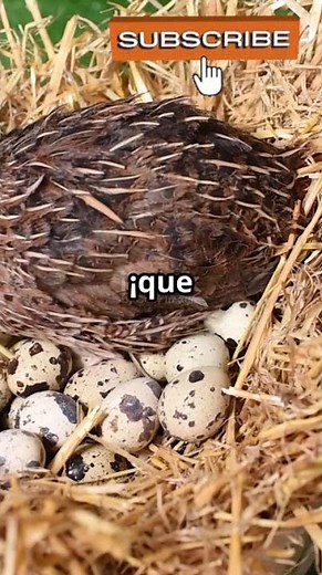 Learn about different types of quail 🐦🪺 #viralshort #didyouknow #curiosities #animals