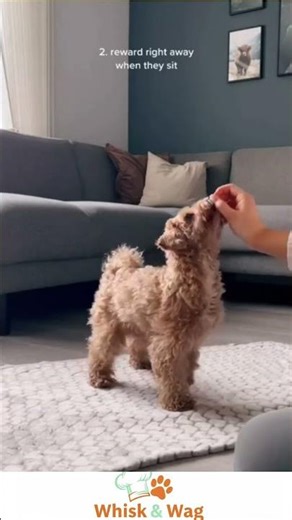 How to Teach Your Dog to Sit Fast!