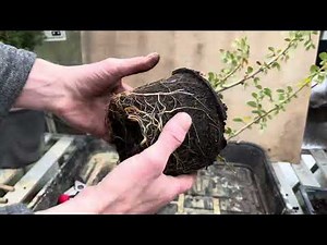 Cotoneaster cuttings for Bonsai - repotting & root pruning