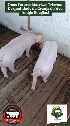 🌵Granja Alto Sertão Suínos🐷 on Instagram: "Mais duas futuras matrizes com alta genética pra GASS, diretamente da Granja DA Suínos @douglasalves.da311 de Monte Alegre de Sergipe para Nossa Senhora da Glória, que Deus sempre lhe abençoe e continue esse ser humano humilde de sempre! #suinocultura #granjaprodutoradeleitoes #matrizestricross #granjaaltosertaosuinos"