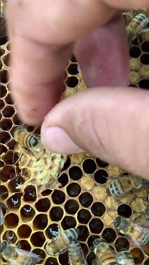 Prevent Swarming 🐝 | Queen Cell Control in Your Hive 🍯