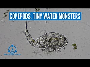 Copepods Under a Microscope