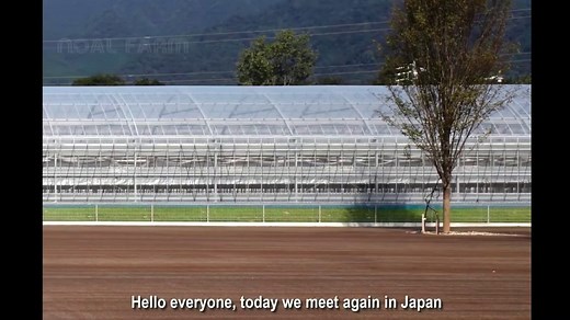 Awesome Hanging Hydroponic Melon Greenhouse - Japan Agriculture Technology - Hanging Melon Harvest